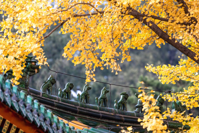 中国北京香山公园香山寺秋色
