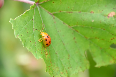 爬在绿色叶子上的一只瓢虫