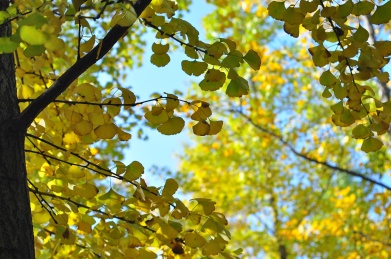 秋天银杏林里的生机勃勃的银杏树叶