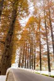 湖北恩施州水杉网红公路进入醉美观赏季