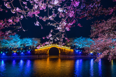 中国江苏无锡太湖鼋头渚夜樱