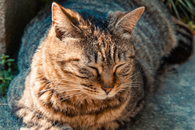 公园里一只正在休息的狸花猫