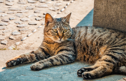 公园里一只趴在角落里的狸花猫
