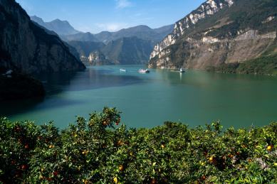 长江三峡库区西陵峡岸边秭归脐橙生长旺盛
