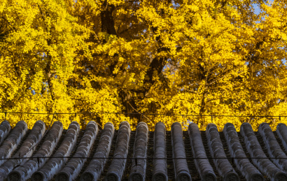 中国北京秋天银杏掩映下的橝柘寺