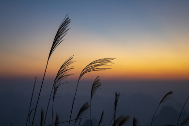 霞光中，芦苇花开群山之巅