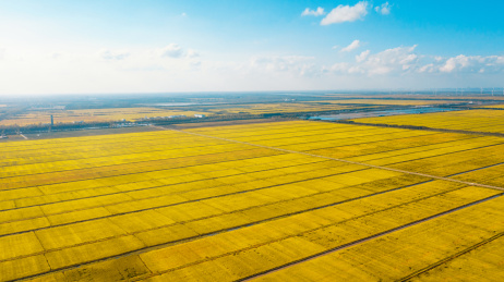 上海崇明岛秋季万亩粮田即将迎来丰收