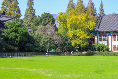 中国江苏南京师范大学随园的古银杏树