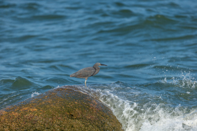 生活并栖息在海岛岩礁和海岸岩石上的岩鹭鸟
