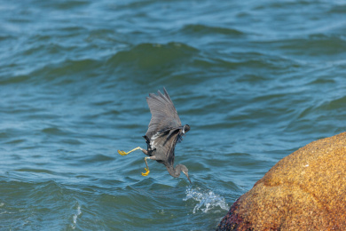 生活并栖息在海岛岩礁和海岸岩石上的岩鹭鸟