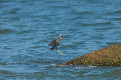 生活并栖息在海岛岩礁和海岸岩石上的岩鹭鸟