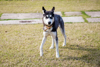宠物狗哈士奇