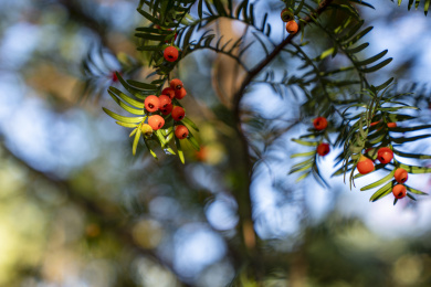 巴东珍稀植物红豆杉 