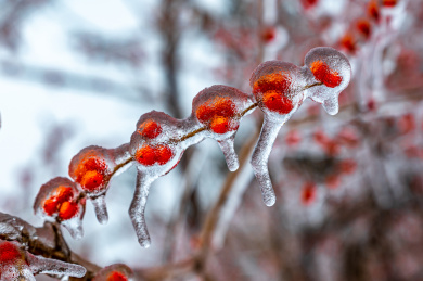 雨雪过后在冰雪之中的红色浆果