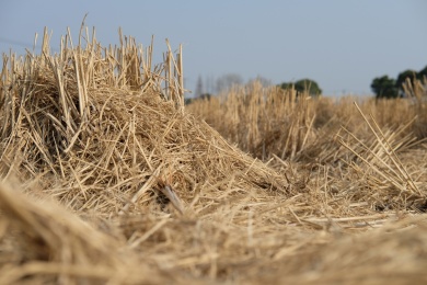 收割完的水稻田