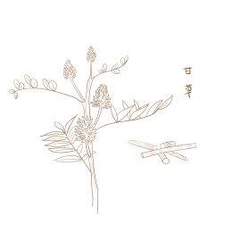 中草药甘草手绘线描矢量插图