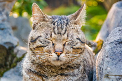 公园里一只闭眼休息的狸花猫