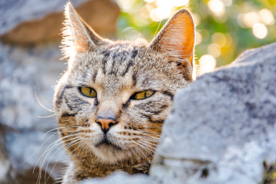 公园里一只狸花猫特写