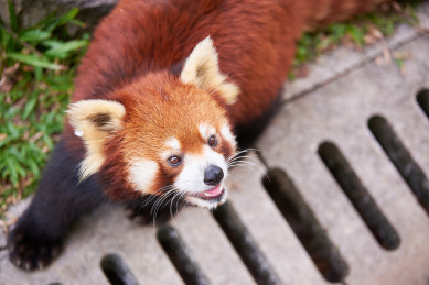 一只回头卖萌的小熊猫