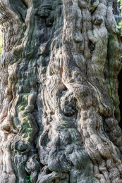 登封嵩阳书院将军柏树干树皮特写