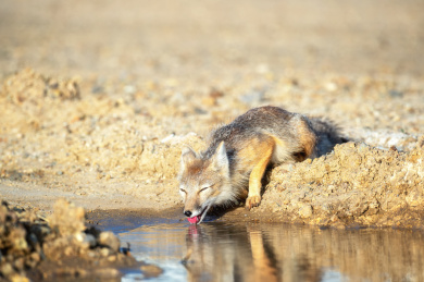 一只狐狸正在水洼中喝水