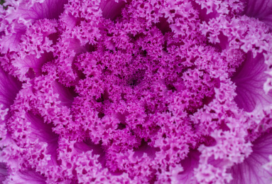 紫色的羽衣甘蓝花朵