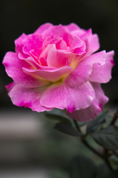 深圳人民公园的月季花