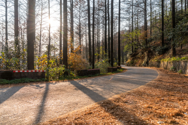 秋季的中国浙江莫干山林中弯曲的道路