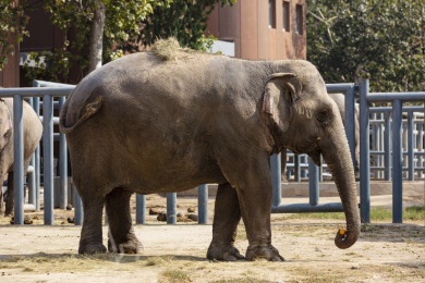 一只温和的大象