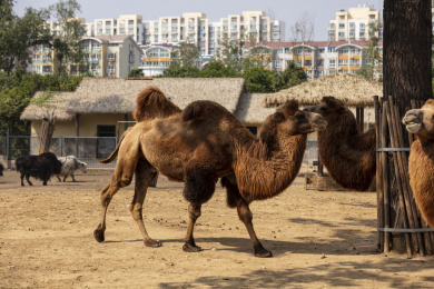 动物园里的骆驼