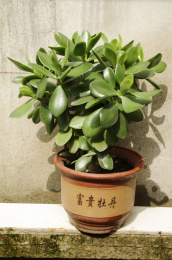 盆栽的燕子掌