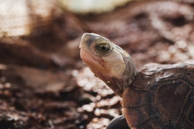 黄缘闭壳龟幼龟