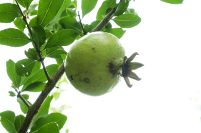 种植园里生长旺盛的石榴