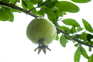 种植园里生长旺盛的石榴