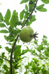 种植园里生长旺盛的石榴