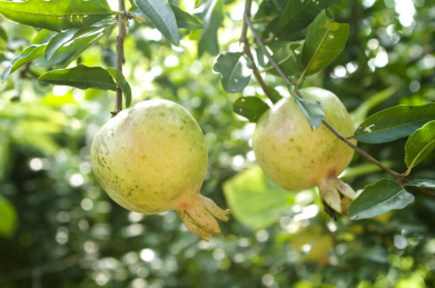 种植园里生长旺盛的石榴