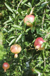 种植园里生长旺盛的石榴
