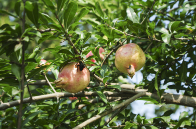 种植园里生长旺盛的石榴