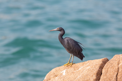 生活并觅食于海岛岩礁和海岸岩石上的岩鹭鸟