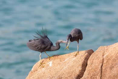 生活并觅食于海岛岩礁和海岸岩石上的岩鹭鸟