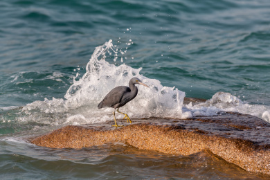 生活并觅食于海岛岩礁和海岸岩石上的岩鹭鸟