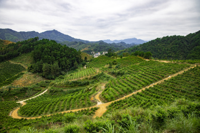 广西桂林的果园里果实累累
