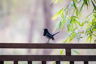 鹊鸲停留在栏杆上