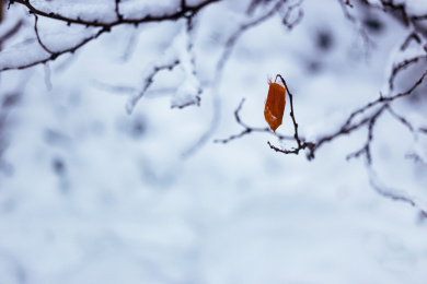 大雪中的一片红树叶