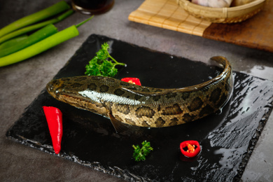 黑底上放着一条活体土黑鱼