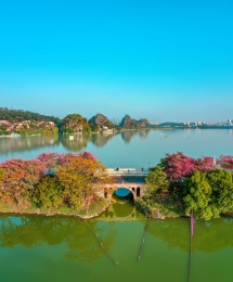 中国广东省肇庆市七星湖紫金花