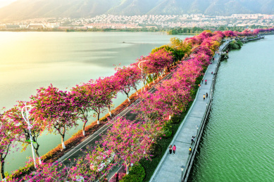 中国广东省肇庆市七星湖紫金花