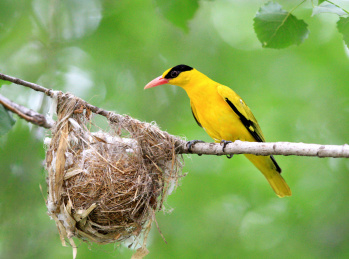 鸟类--黑枕黄鹂