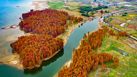 中国浙江宁波余姚四明湖边的水杉林