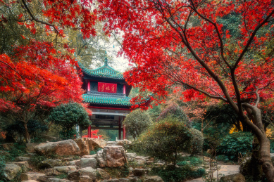 长沙岳麓山爱晚亭红枫